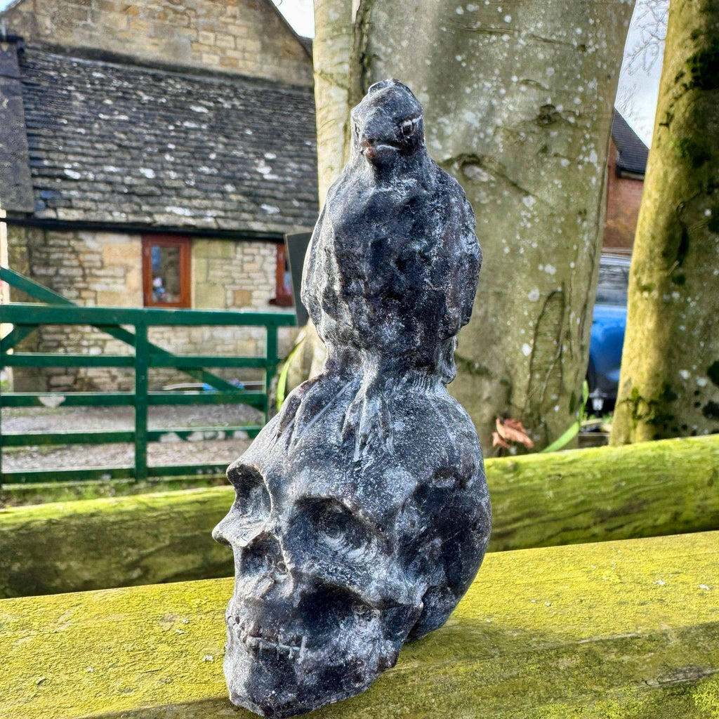 Crow on Skull 10.4cm called Odin Carving in Black Tourmaline